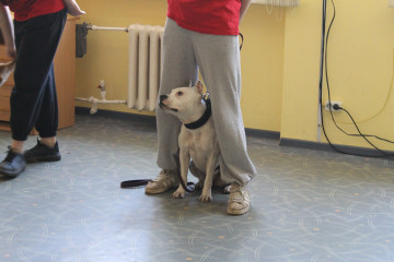 в Смоленской области завершился региональный чемпионат «Абилимпикс» 2026 - фото - 8